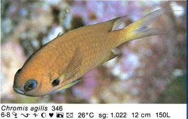 Chromis agilis